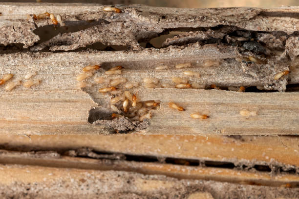 Best Exterminator Services  in Manning, IA
