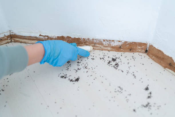 Best Mosquito Control Services  in Manning, IA